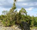 images/Schweden/Schweden 2012/IMG_0652.jpg